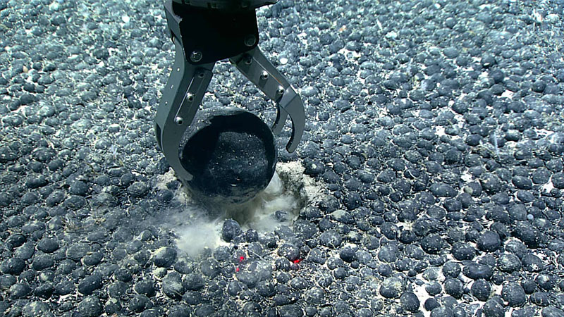 A ferromanganese-coated cobble more than 10 centimeters (4 inches) in diameter was collected during Dive 16 of the 2021 North Atlantic Stepping Stones expedition. We also collected many smaller ferromanganese nodules and sediment using the remotely operated vehicle’s suction sampler. The size and distribution of the nodules remained similar throughout the length of the ferromanganese nodule field traversed during the dive.