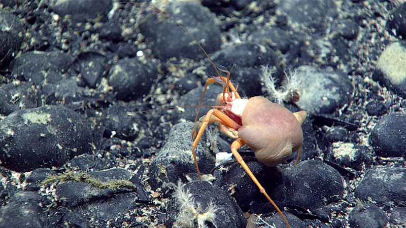 These Parapagurus sp. crabs with corals in the genus Epizoanthus on their backs were seen throughout Dive 16 of the 2021 North Atlantic Stepping Stones expedition. The more movable ferromanganese nodule field encountered during the dive also had a selection of smaller fauna, such as sponges, stalked and unstalked crinoids, isopods, stalked tunicates, worm tubes, and chitons.