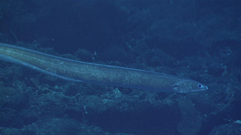 Several of these cutthroat eels in the family Synaphobranchidae were present along the track for Dive 16 of the 2021 North Atlantic Stepping Stones expedition and may represent range extensions and deepest depths for some of the species once identified. This one was seen at a depth of approximately 3,170 meters (10,400 feet).
