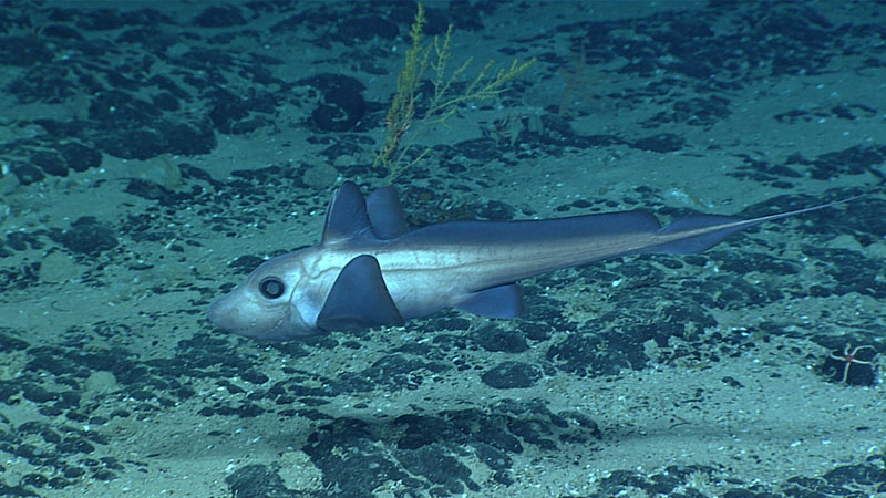 This chimaera rabbit fish paid us a visit during Dive 17 of the 2021 North Atlantic Stepping Stones expedition, at a depth of 1,725 meters (5,659 feet).