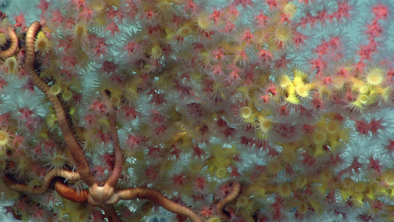 During Dive 17 of the 2021 North Atlantic Stepping Stones, we saw several Paragorgia bubblegum corals with encrusting zoanthids (in yellow in this image). Coral diversity was high throughout the dive, and we encountered black corals (Bathypathes, Stauropathes, Leiopathes, Telopathes, and Parantipathes); bamboo corals (several species of Keratoisidae and Acanella); octocorals (Paragorgia, Metallogorgia, Iridigorgia, Clavularia rudis, Anthomastus, Hemicorallium, and Chrysogorgia); and the scleractinian, Enallopsammia rostrata.