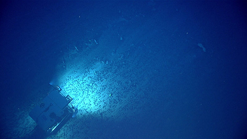 Remotely operated vehicle Deep Discoverer traverses over an extensive field of ferromanganese nodules that formed the bulk of the hard seafloor substrate for much of Dive 17 of the 2021 North Atlantic Stepping Stones expedition.