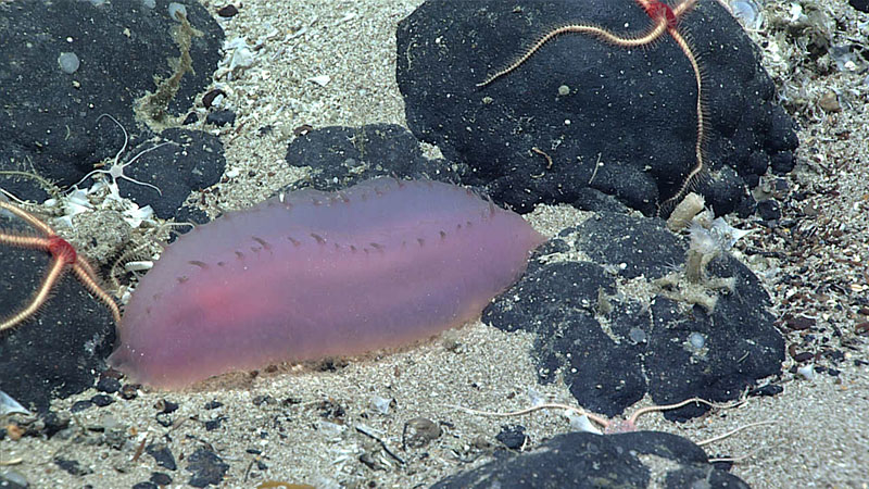 A purple sea cucumber seen on the seafloor surrounded by brittle stars. We observed several of these large stands of brittle stars covering rocks and nodules during Dive 17 of the 2021 North Atlantic Stepping Stones expedition.