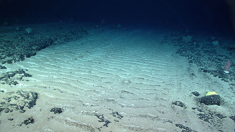 During Dive 17 of the 2021 North Atlantic Stepping Stones, on the summit plateau of Gosnold Seamount, we encountered these alternating wide patches of ripple-ornamented sediment with pteropod tests and ferromanganese chips accumulating on the side of the ripple facing the current and pavement with ferromanganese-coated cobbles, boulders, and nodules.