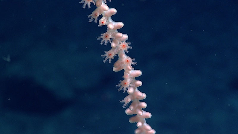 A close look at a bamboo coral seen at 3,787 meters (12,425 feet) depth during Dive 18 of the 2021 North Atlantic Stepping Stones expedition. Note that some of the individual coral polyps are partially open, while others are closed.