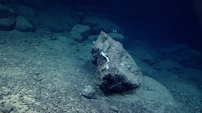 This large angular boulder was observed resting on a pillow lava outcrop and volcaniclastic sediment and gravel cover during Dive 18 of the 2021 North Atlantic Stepping Stones expedition. Most likely the boulder broke off from an outcrop further up toward the seamount’s summit peak and rolled downslope. We saw several of these large displaced boulders during the dive, suggesting that the slope above the dive transect may be significantly unstable.