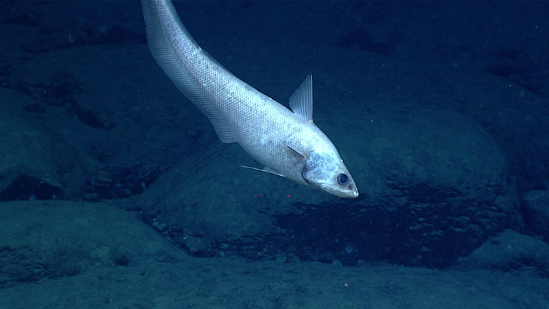 This grenadier fish (Coryphaenoides armatus) was seen swimming above the seafloor of “Asterina” Seamount at a depth of 3,790 meters (12,434 feet) during Dive 18 of the North Atlantic Stepping Stones expedition.