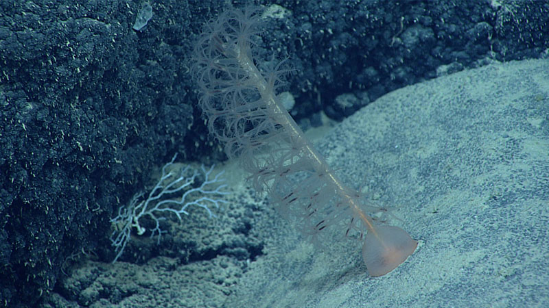 Rock pens were abundant on Dive 18 of the 2021 North Atlantic Stepping Stones expedition, with more than five being seen during our short time on the seafloor. The dive thus confirms the abundant presence of rock pens in this area and represents the deepest known record of these rock pens in the Atlantic.