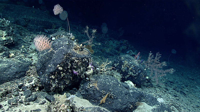 High-diversity coral environments were found throughout Dive 19 of the 2021 North Atlantic Stepping Stones expedition, particularly on areas with displaced ferromanganese-encrusted boulders and lobate and pillow lava outcrops.