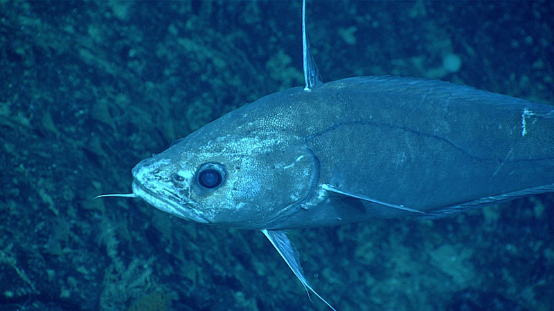 Seen at a depth of 1934 meters (6,345 feet), this gadiform fish in the genus Lepidion was one of several species of fish observed during Dive 19 of the 2021 North Atlantic Stepping Stones expedition.
