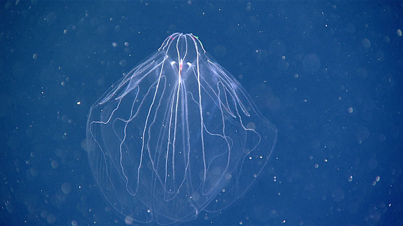 Bathocyroe fosteri ctenophores were the most frequently observed organisms during Dive 20 of the 2021 North Atlantic Stepping Stones expedition. This one was seen during the 630-meter (2,067-foot) transect to explore the water column within Hydrographer Canyon.