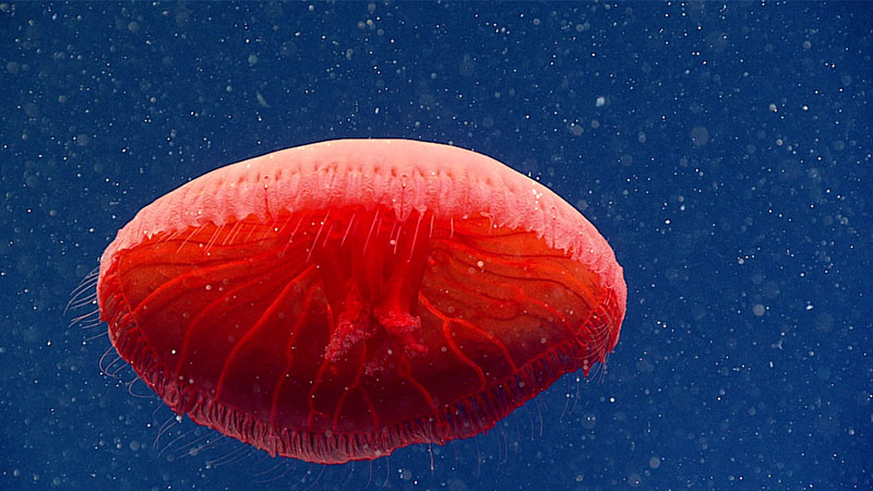 This beautiful red jellyfish in the genus Poralia may be an undescribed species. It was seen during the third transect of Dive 20 of the 2021 North Atlantic Stepping Stones expedition, at a depth of 700 meters (2,297 feet).