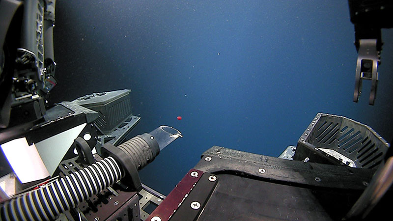 A total of four samples were collected during Dive 20 of the 2021 North Atlantic Stepping Stones expedition using the suction sample on remotely operated vehicle (ROV) Deep Discoverer. Here, Global Foundation for Ocean Exploration ROV pilots deftly maneuver to collect a potential new species of jellyfish during the 1200-meter (3,937-foot) dive transect.