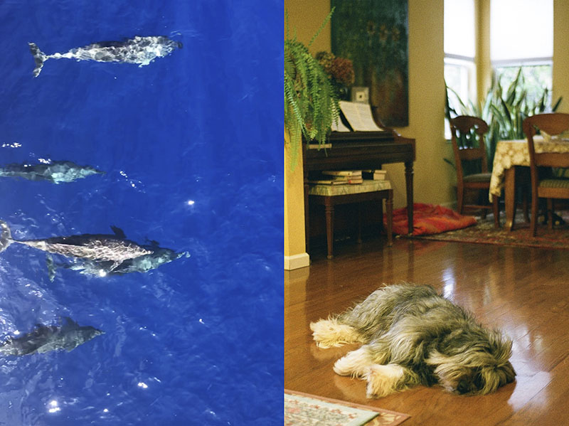Dolphins at the bow versus my dog napping on the floor. One more spectacular than the other, but both undoubtedly cute.