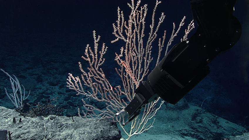 Shore-side Data Management of Deep-sea Specimens The manipulator arm of remotely operated vehicle Deep Discoverer is used to clip a branch off a bamboo coral during Dive 02 of the 2021 North Atlantic Stepping Stones expedition. A small anemone was observed living on the coral, causing the coral to create small, basket-like branches around the anemone. The collected sample, once processed and made available to scientists, may help scientists better understand the relationship between the anemone and its coral host.