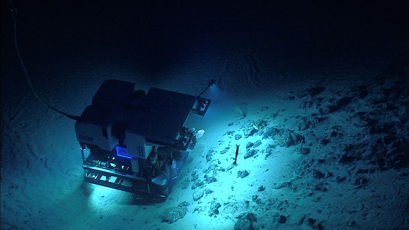 In 2014, NOAA Ocean Exploration explored several of the seamounts within the New England seamount chain. In this image, remotely operated vehicle Deep Discoverer images the seafloor during a dive on Kelvin Seamount.