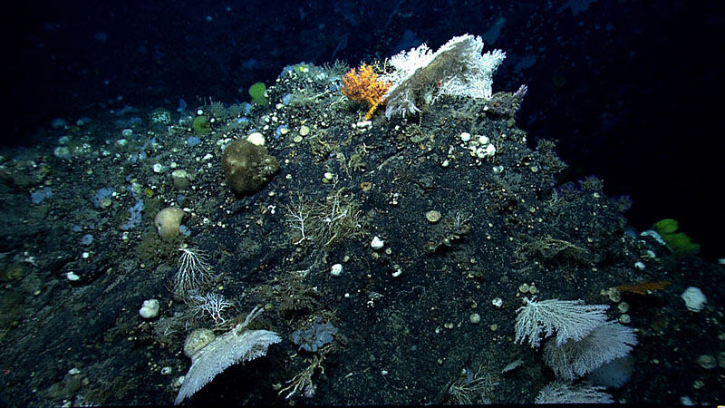 While exploring Gosnold Seamount in 2014, we encountered a high diversity of deep-sea corals and sponges, such as those shown here on a steep outcrop during our transit upslope. In addition to their interesting geological features, seamounts are also important because they harbor more marine life than the surrounding seafloor, often becoming isolated oases of life. 