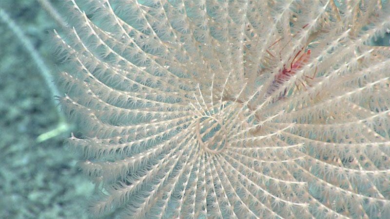 The beautiful and characteristic spiral shape of the octocoral, Iridigorgia is often a favorite! This soft coral was imaged during Dive 11 of the 2021 North Atlantic Stepping Stones expedition.