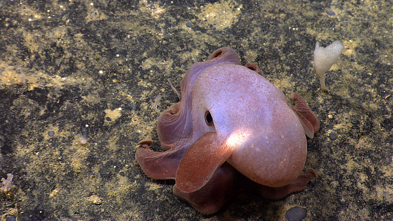 In 2014, we had a great dive exploring the main edifice of the Atlantis II Seamounts group, encountering a wide diversity of life, including this squee-worthy dumbo octopus!