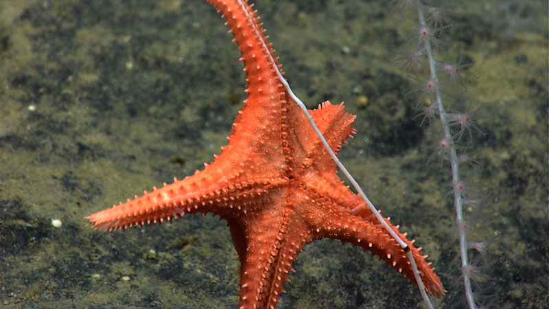 Predation was a common theme during our 2014 expedition. In this image from our Atlantis II Seamounts dive, a sea star feasts on a bamboo coral.