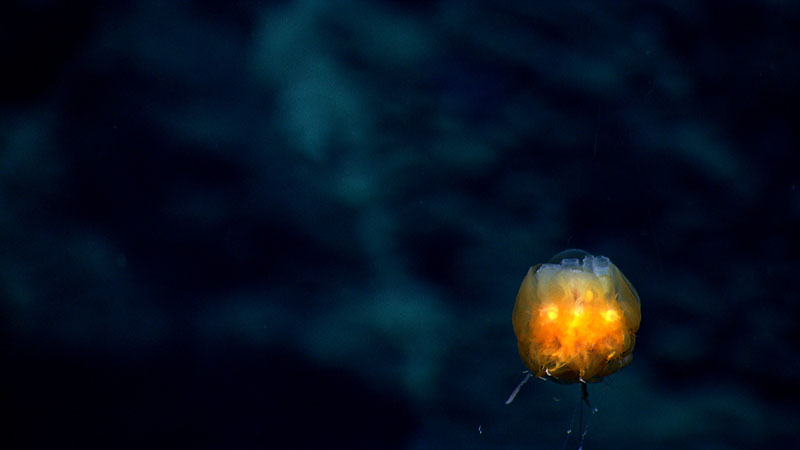 Even though they are rare, we were lucky enough to see dandelion siphonophores on three dives during the 2014 expedition, including this one imaged during the Atlantis II Seamounts dive.