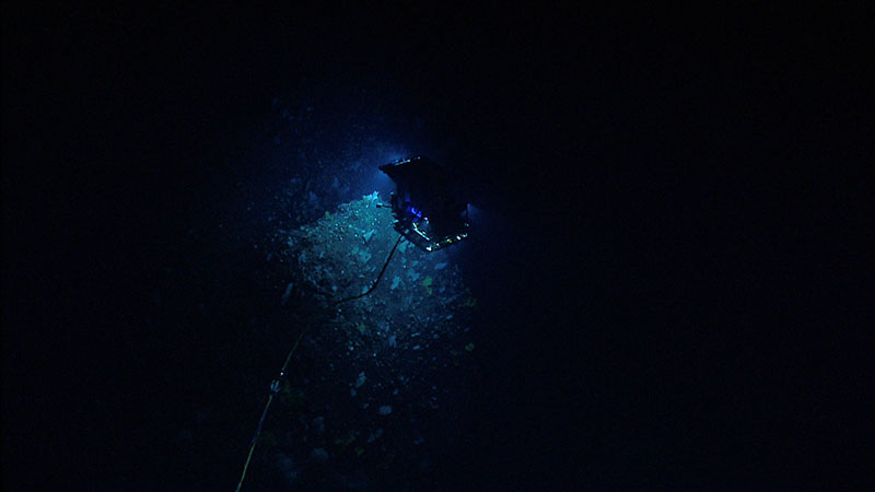 Remotely operated vehicle Deep Discoverer descends on a seafloor densely populated with a diversity of deep-sea corals and sponges during our 2014 dive at Gosnold Seamount.