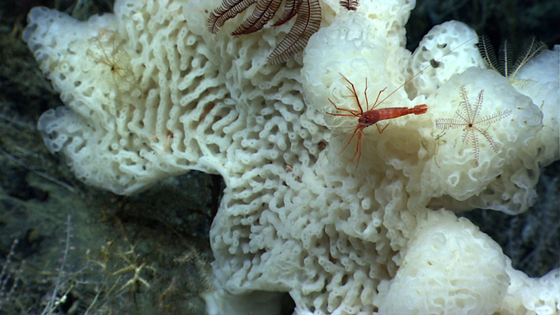 This benthic shrimp and several crinoids were seen sitting on a beautiful glass sponge during the 2014 dive on Gosnold Seamount. In addition to providing homes for the animals we could see, the folds, nooks, and crannies of the sponge also likely provided homes for animals such as amphipods, other crustaceans, and worms.
