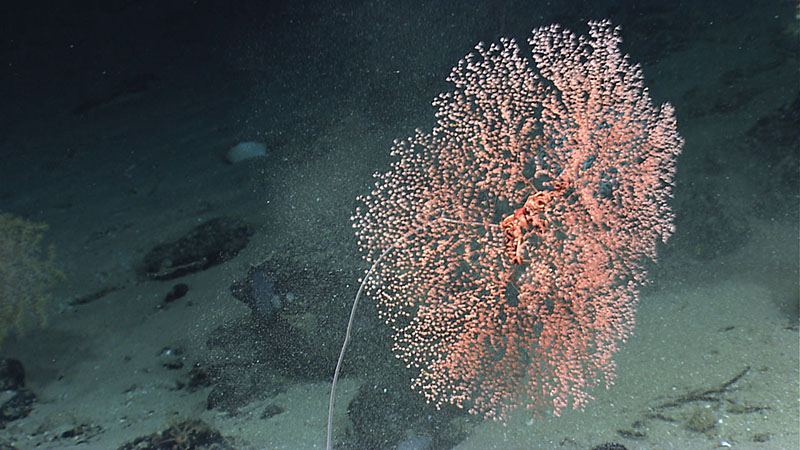 The delicate pink polyps of this octocoral provide a home for a brittle star, wrapped in the middle of the coral’s branches. Seen while exploring Kelvin Seamount in 2014.