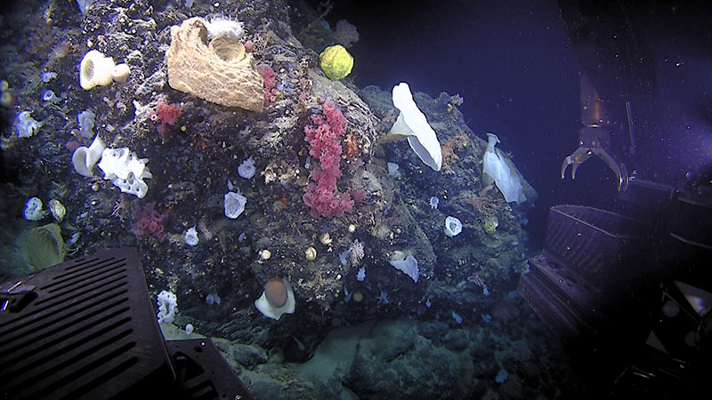 A large diversity of corals and sponges were seen throughout the Deep Connections 2019 expedition dive on Retriever Seamount.