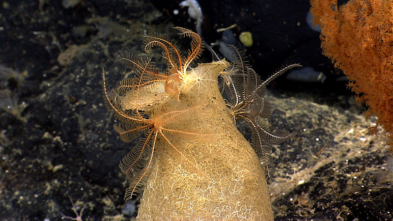 The area we surveyed on Retriever Seamount in 2014 had a high diversity of sponges, including this one with several crinoids using the sponge to elevate their positions in the water column.
