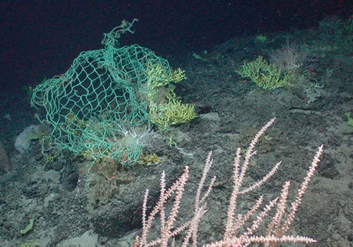 Discarded fishing gear caught on stony corals on Manning Seamount—part of the New England Seamount Chain.