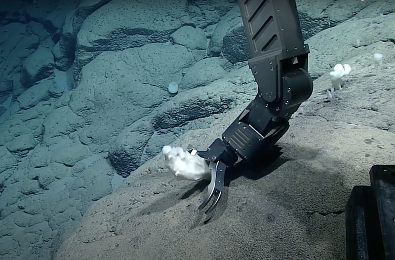 The robotic arm of remotely operated vehicle Deep Discoverer collects a glass sponge off the rocky slope of the Rockaway Seamount on July 8, 2021. Researchers often need physical samples of coral and sponge specimens to be able to correctly identify them to the species level.