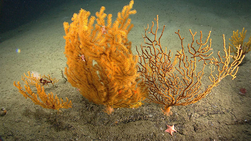 Tall, thin, deep-sea corals form a forest in the monument.