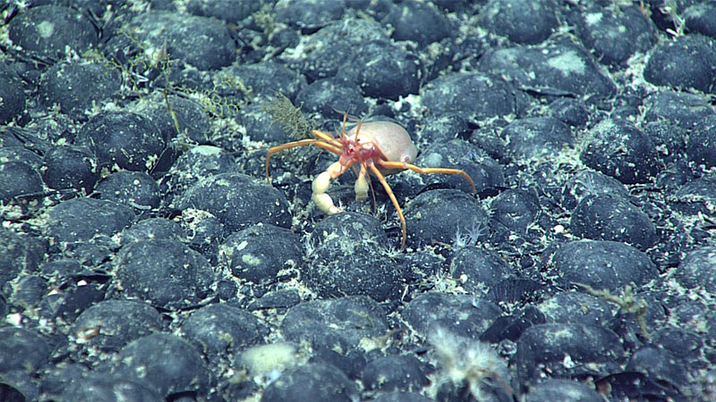A Parapagurus sp. crab with a coral in the genus Epizoanthus on its back makes its way across a spectacular and unexpectedly densely packed field of ferromanganese nodules blanketing the seafloor of Gosnold Seamount, explored during Dive 16 of the 2021 North Atlantic Stepping Stones expedition.