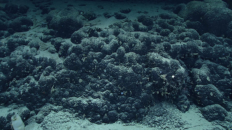 The bubble-like landscape imaged during Dive 06 of the 2021 North Atlantic Stepping Stones expedition dive on Castle Rock Seamount.