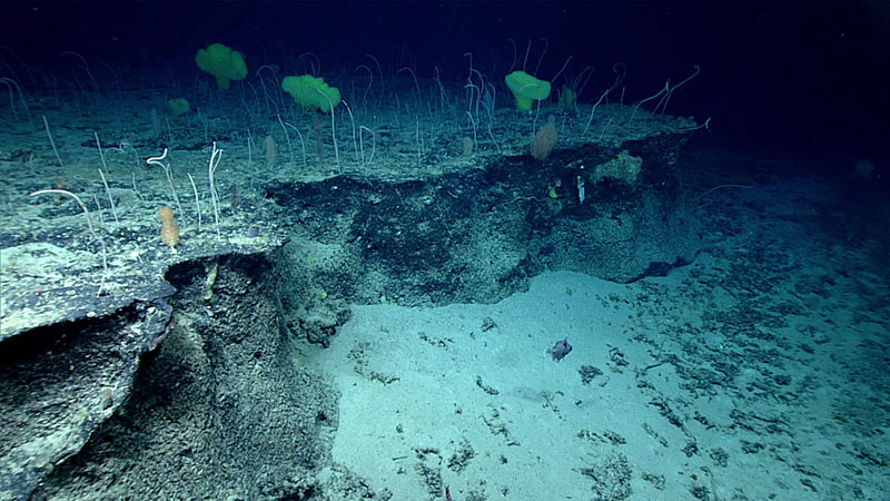 A multispecies coral garden, shown here on an outcrop ledge, was discovered during Dive 11 of the 2021 North Atlantic Stepping Stones expedition while exploring the eastern part of Caloosahatchee Seamount.