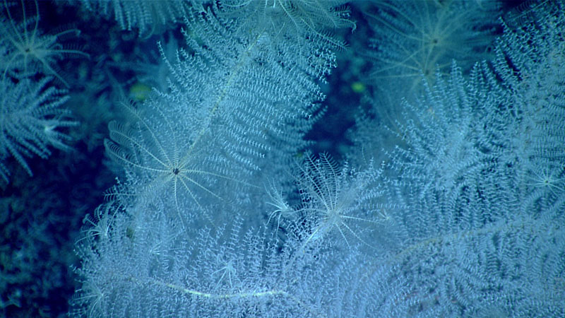 Several crinoids were seen living in the branches of a primnoid octocoral during Dive 08 of the 2021 North Atlantic Stepping Stones expedition. Animals like corals and sponges often serve as “ecosystem engineers,” building habitats for other organisms.