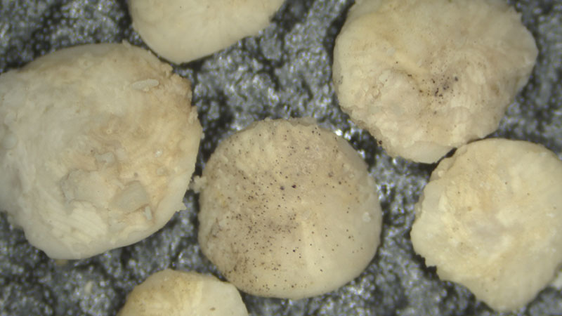 A magnified image of the nummulite agglomeration sample collected during Dive 09 of the 2021 North Atlantic Stepping Stones expedition. In the image, the lens shape of the fossilized nummulites is clearly visible. This sample will help scientists better determine the age and understand the history of the Corner Rise Seamount Chain.