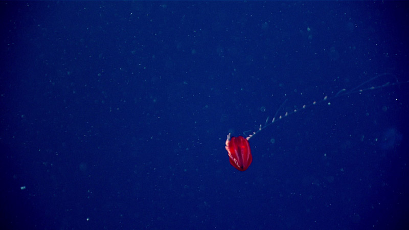 This red ctenophore in the genus Vampyroctena was seen at a depth of 700 meters (2,297 feet) during Dive 20 of the 2021 North Atlantic Stepping Stones expedition.