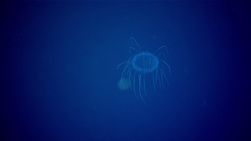 This jellyfish in the genus Solmissus was collected during Dive 20 of the 2021 North Atlantic Stepping Stones expedition at a depth of 900 meters (2,953 feet).