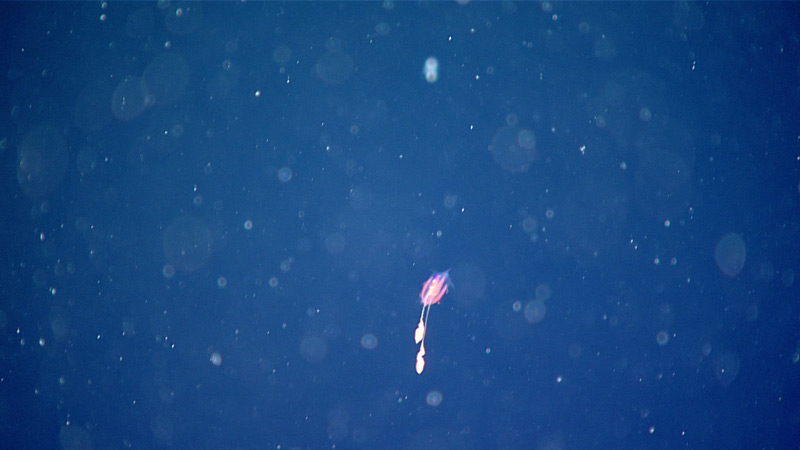 During Dive 20 of the 2021 North Atlantic Stepping Stones expedition, scientists were able to identify this undescribed ctenophore, or comb jelly, as belonging to the order Cydippida. It was seen during the 1,200-meter (3,937-foot) dive transect.