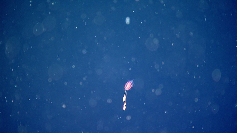 Quinn Girasek, NOAA Hollings Scholar with NOAA Ocean Exploration, at her monitors annotating organisms in the water column seen during Dive 20 of the 2021 North Atlantic Stepping Stones expedition.