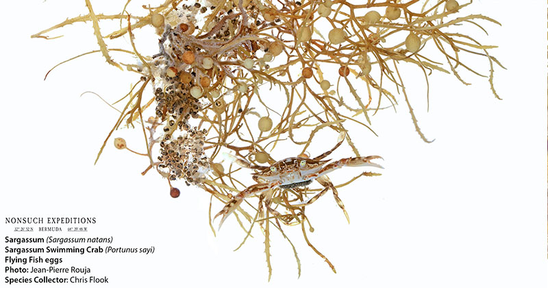 A clump of Sargassum natans holds a sargassum swimming crab as well as flying fish eggs.