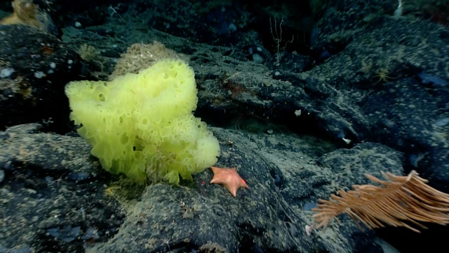 Sea Sponge and Sea Star Resemble SpongeBob, Patrick Star in NOAA Photo