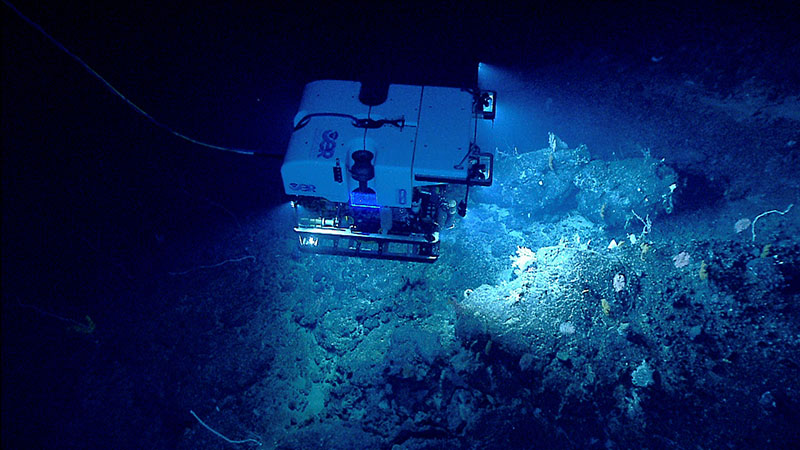Remotely operated vehicle Deep Discoverer exploring deep-sea corals and sponges on Retriever Seamount during a 2014 expedition to the Atlantic Canyons and Seamounts.
