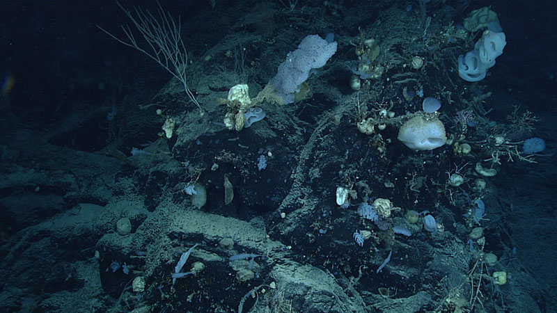 While exploring “Dumbbell” Seamount during Dive 04 of the 2021 North Atlantic Stepping Stones expedition, we observed several of these steep cliffs covered with a high diversity of sponges.