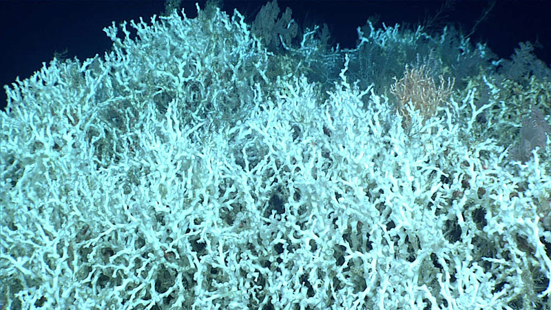 As Dive 01 of Windows to the Deep 2021 progressed and we explored higher relief areas of mounds on the seafloor, we encountered increasing amounts of live, healthy (and white!) Lophelia coral living on top of dead Lophelia rubble. Both the living and dead coral colonies provided habitat for multiple species of small animals such as solitary cup corals, crinoids, and a variety of fish.