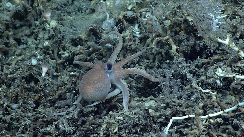 This juvenile octopus, Muusoctopus januarii, was observed exploring its surroundings during the first dive of Windows to the Deep 2021, at a depth of 842 meters (2,762 feet).