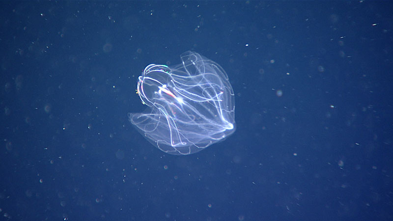 The sixth transect conducted during Dive 03 of Windows to the Deep 2021 took place at a depth of approximately 1,005 meters (3,297 feet), about 10 meters (33 feet) off the seafloor. Lobate ctenophores, like this one in the genus Bathocyroe, were common at this depth. We observed a great deal of marine snow in the water at this depth and organisms abundant.
