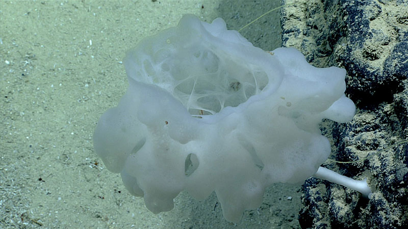 This possibly undescribed hexactinellid glass sponge in the subfamily Bolosominae was collected from a depth of 1,413 meters (4,635 feet) during Dive 05 of Windows to the Deep 2021. It measured about 15 centimeters (6 inches) across and had a fleshy stalk with a large oscule, or central opening through which the sponge passes water. Its collection came with three “bonus” associated samples that were living in the body of the sponge, including a hermit crab, an amphipod, and three individuals of a polychaete worm species.